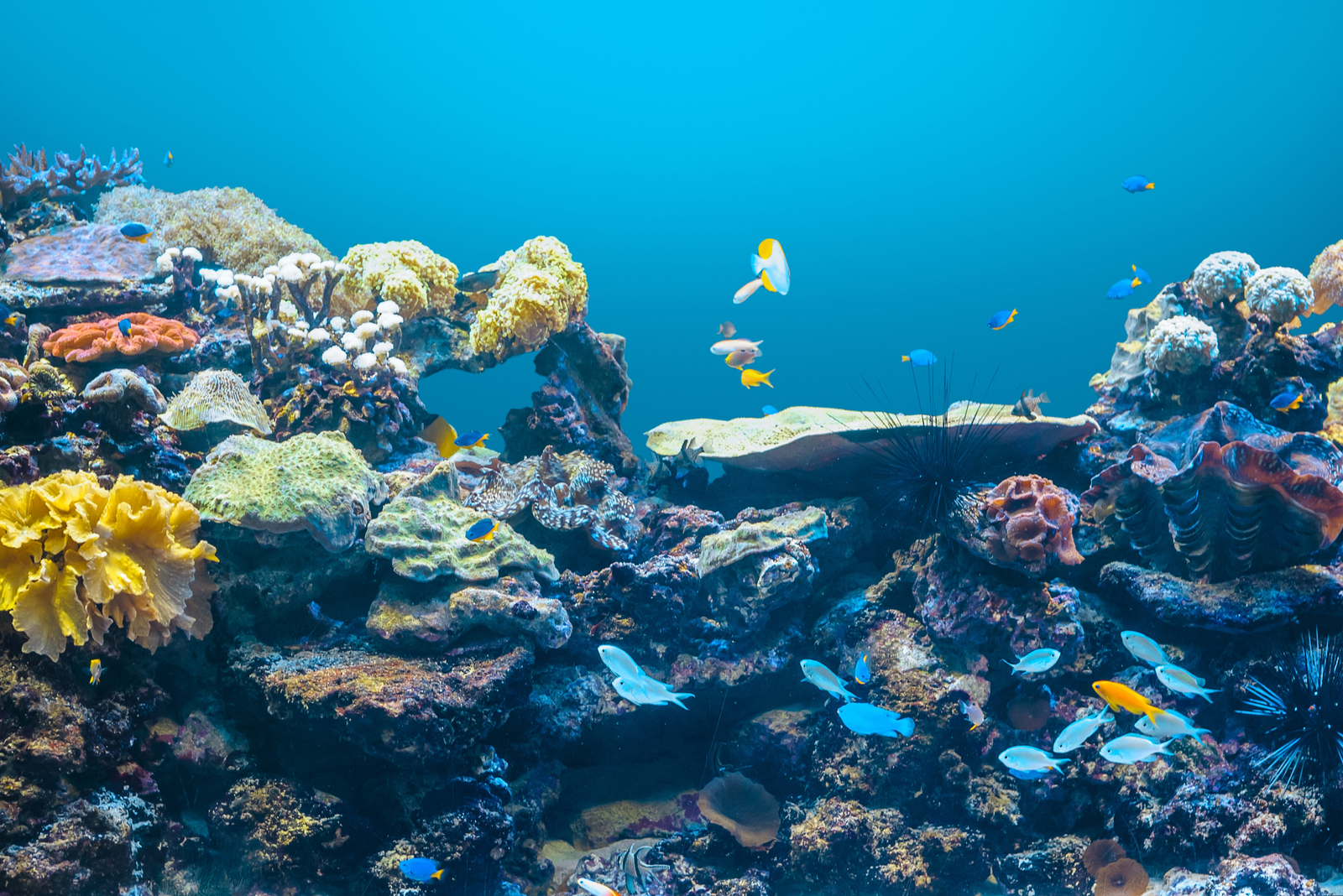 Aquascaping Como Criar Paisagens Submersas no Seu Aquário (1)