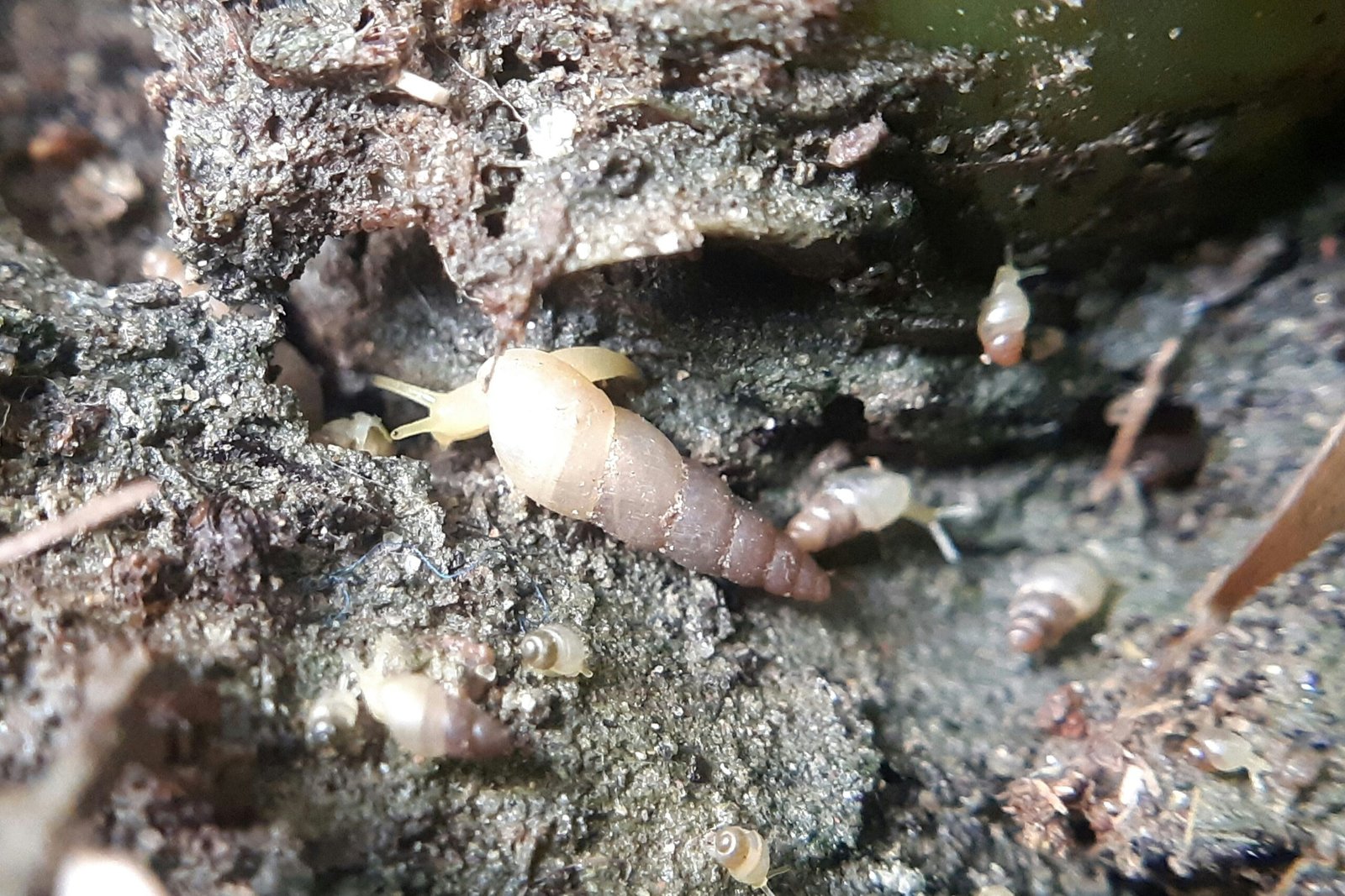 a close up of a group of bugs on a rock