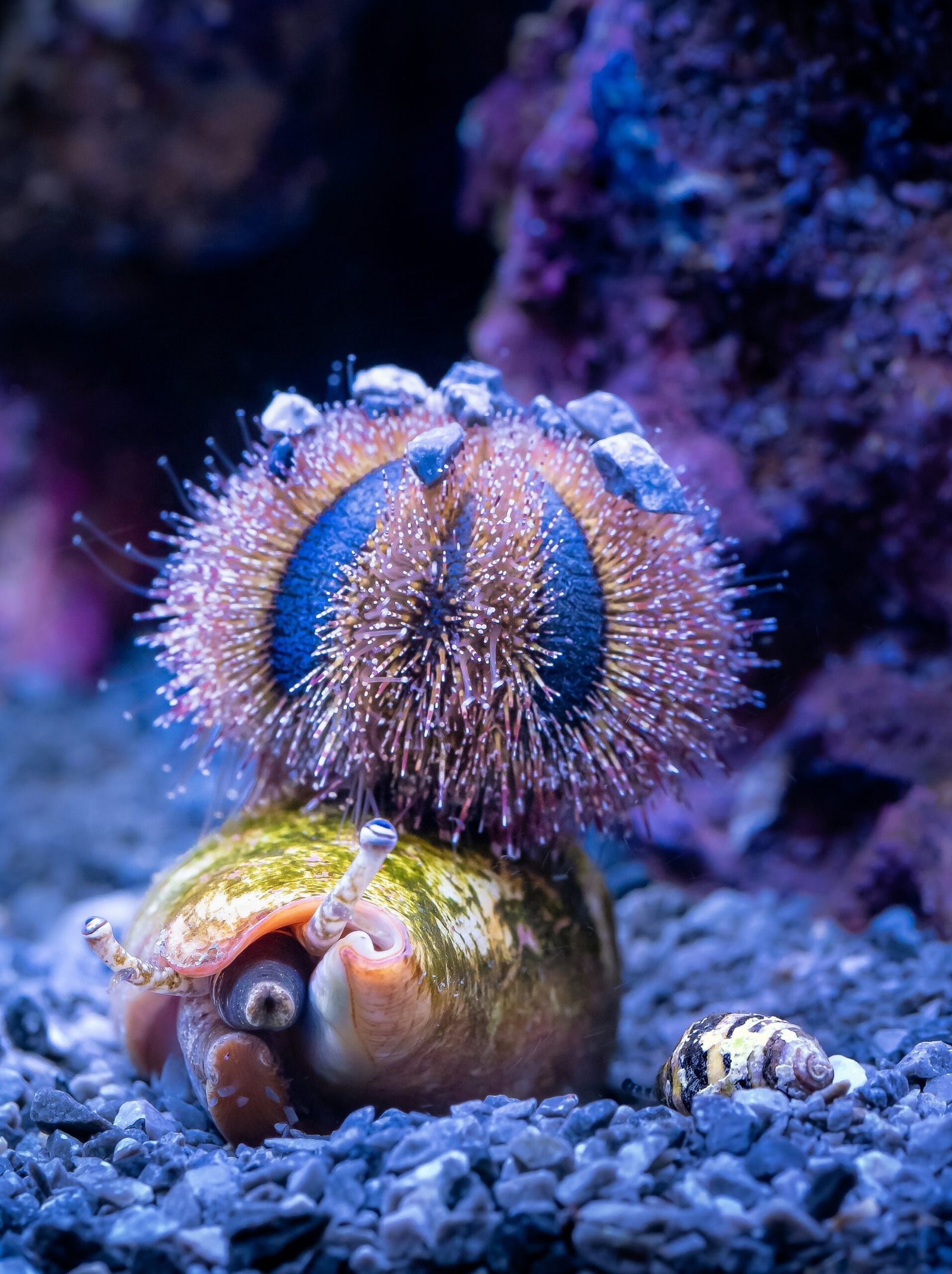 a close up of a snail on a rock