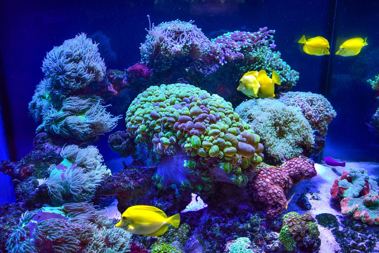 a large aquarium filled with lots of colorful fish